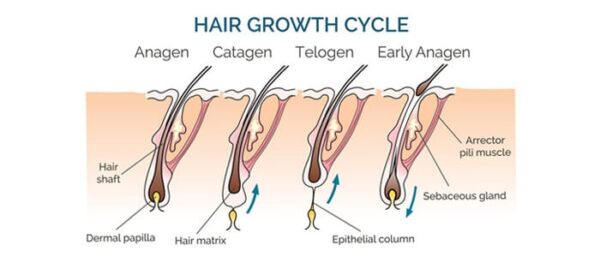 All About Hair Loss: Causes, Treatment, and Solutions – New Times Hair